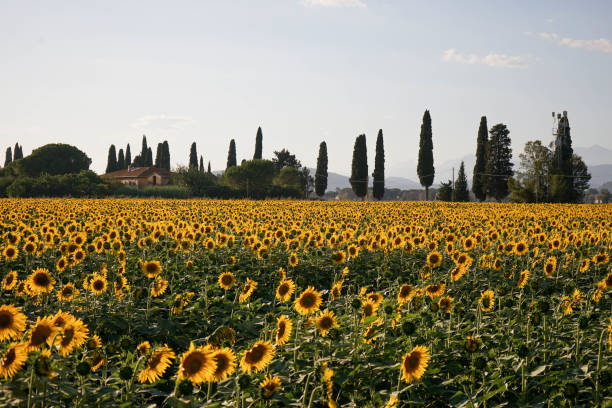 istock Sunflower field at dusk 941560278