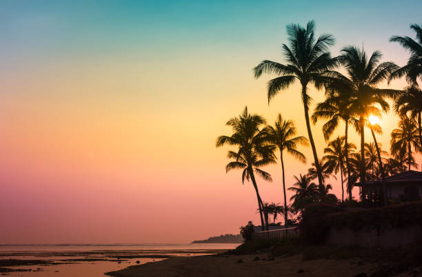 Tropical island sunset Silhouette of coconut trees in the beautiful sunset. Location Hawaii. hawaii islands stock pictures, royalty-free photos & images