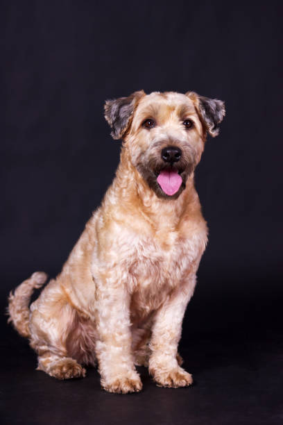 istock Irish soft coated wheaten terrier 941563268