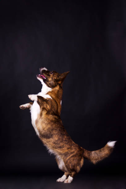 istock Welsh Corgi Cardigan 941567048