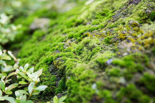 istock rock covered with moss in Japanese Garden 941567614