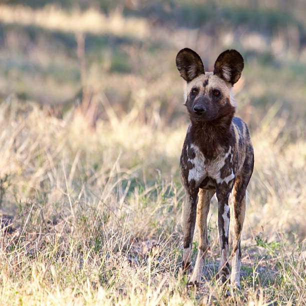 An african wild dog is resting in the Selous.