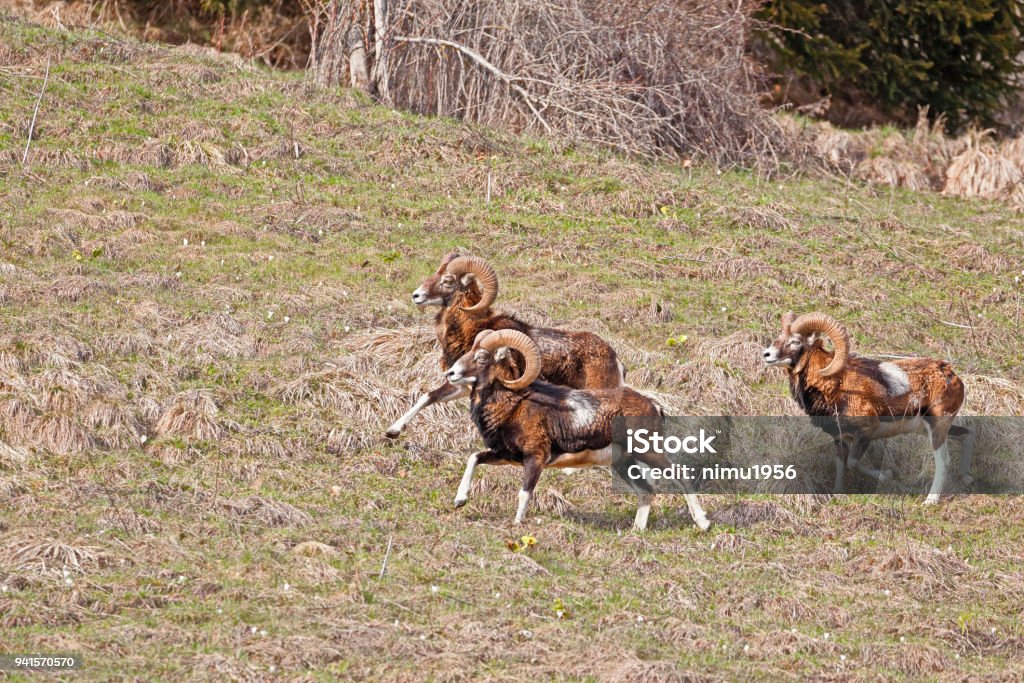 Moufflons running Three male moufflons running  in the wilderness Close-up Stock Photo