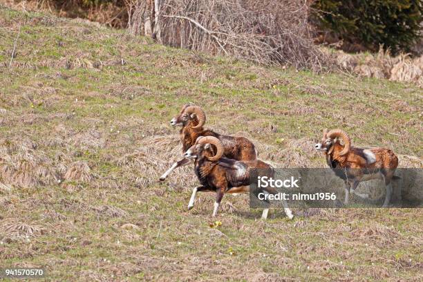 Moufflons Running Stock Photo - Download Image Now - Close-up, Copy Space, Horizontal