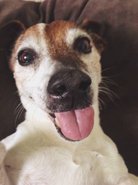 istock Portrait of smiling Jack Russell Terrier 941570660
