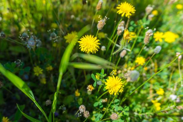 istock Yellow dandelions wild flowers in spring 941570958