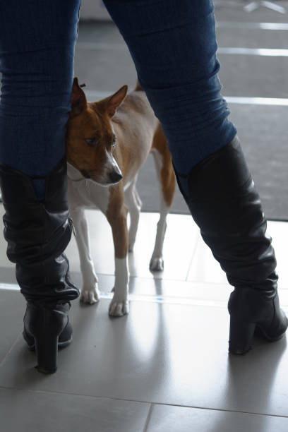 istock Dog on the dog show 941571260