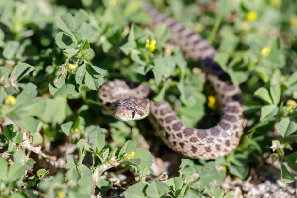 istock Pacific Gopher Snake (Pituophis catenifer catenifer) Adult in defensive posture. 941574638