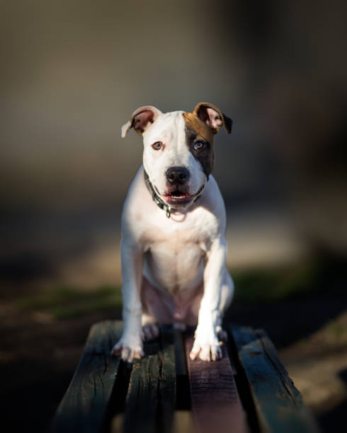Portrait of small American Staffordshire terrier dog Portrait of small American Staffordshire terrier dog american stafford pitbull dog stock pictures, royalty-free photos & images