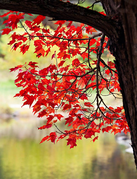 Red leaves on tree in autumn stock photo