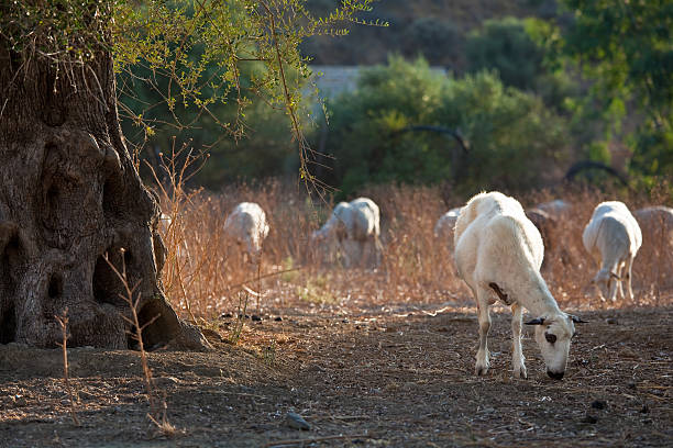 Shorn Sheep grazing near olive tree stock photo