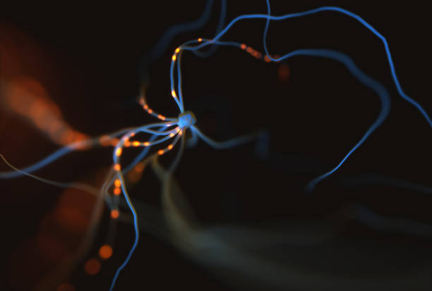 neurony impulsy elektryczne - neurotransmission zdjęcia i obrazy z banku zdjęć
