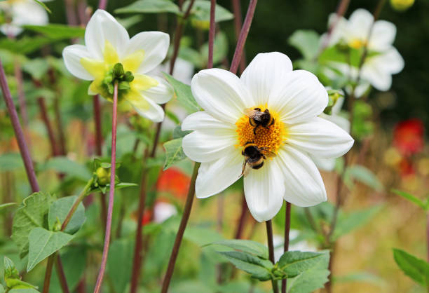 Close up image with a flower