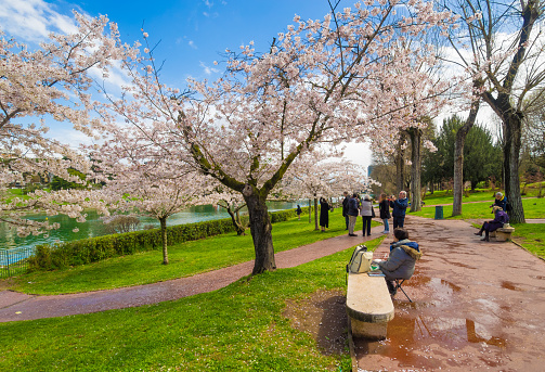 Rome, Italy - 31 March 2018 - The spring flowering of Japanese cherry trees, called Hanami, in the park of the EUR artificial lake, modern district in the south of Rome