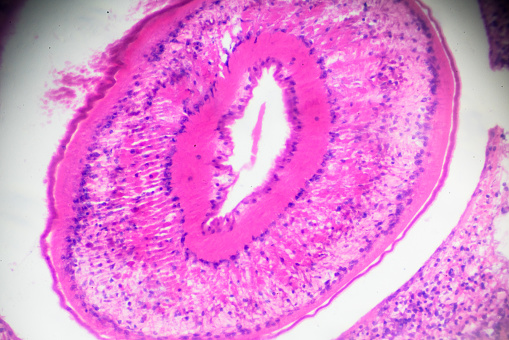planaria cross section under light microscopy