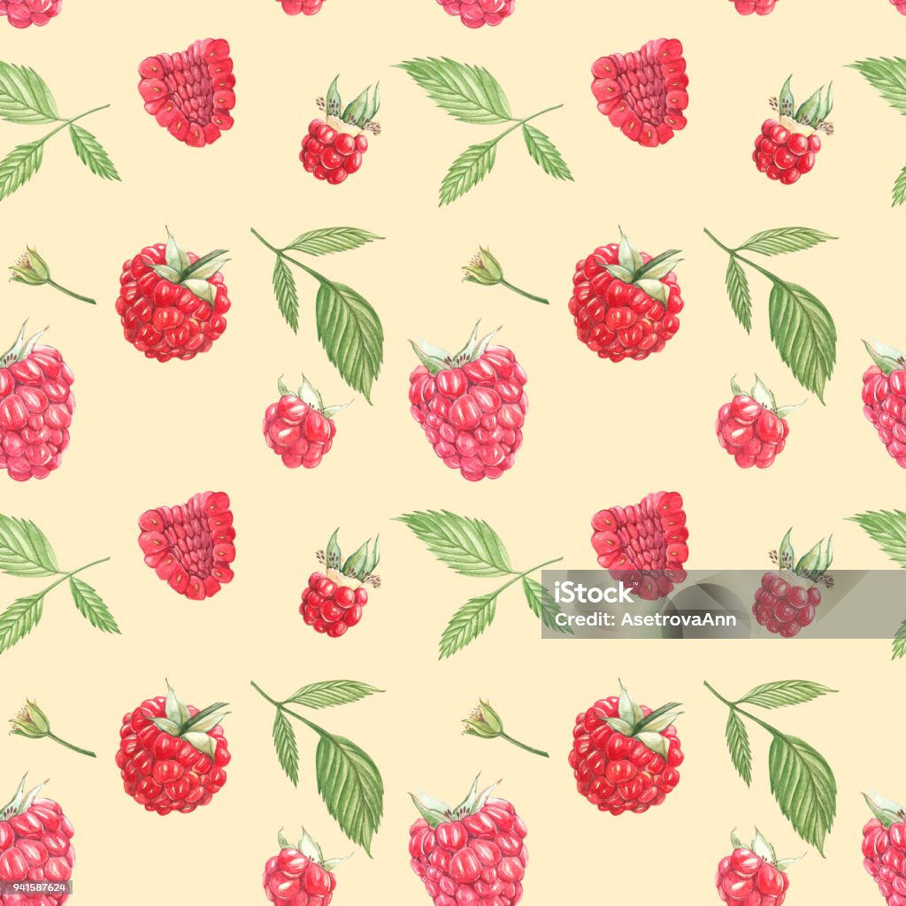Purple Raspberry Watercolor Hand Drawn Watercolor Painting Raspberry On White Background Botanical ...