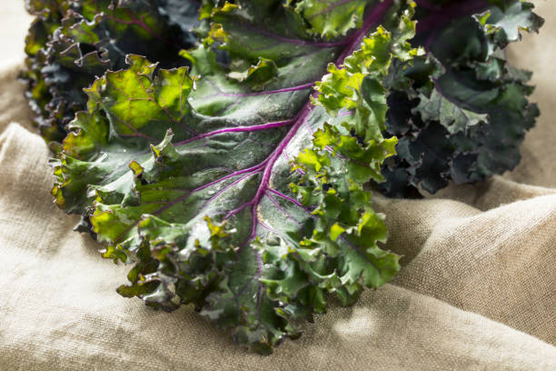 Organic Healthy Red Kale