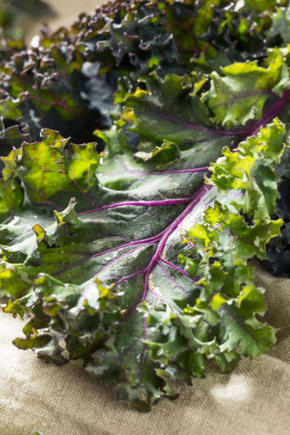 istock Organic Healthy Red Kale 941587996
