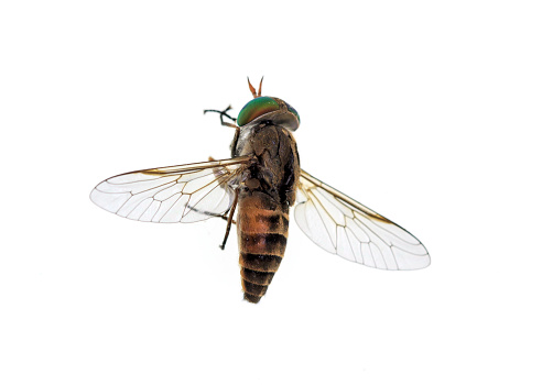 Top of a horse-fly, a true fly in the family Tabanidae in the insect order Diptera. They are often large and agile in flight, and the females bite animals, including humans, to obtain blood