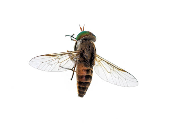 Horse or March Fly - Top Top of a horse-fly, a true fly in the family Tabanidae in the insect order Diptera. They are often large and agile in flight, and the females bite animals, including humans, to obtain blood horse fly photos stock pictures, royalty-free photos & images