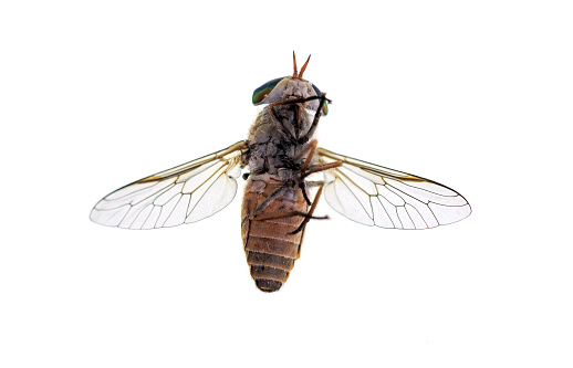 Bottom of a horse-fly, a true fly in the family Tabanidae in the insect order Diptera. They are often large and agile in flight, and the females bite animals, including humans, to obtain blood