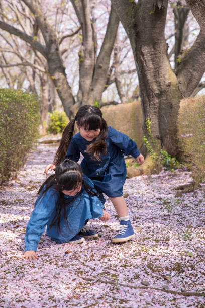 istock Little sisters playing together on fallen cherry petal carpet 941590914