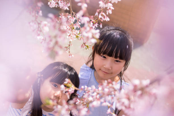 Little sisters looking at cherry blossoms