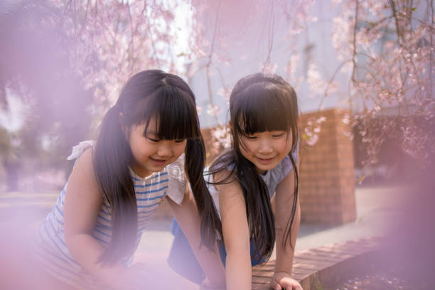 istock Little sisters playing together under cherry blossoms 941590986