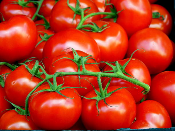 vine tomates - tomatoes on vine fotografías e imágenes de stock