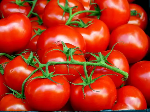 Up close shot of large vine tomatoes