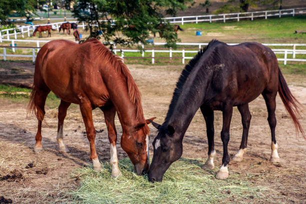istock two hroses are eating grasses 941593100