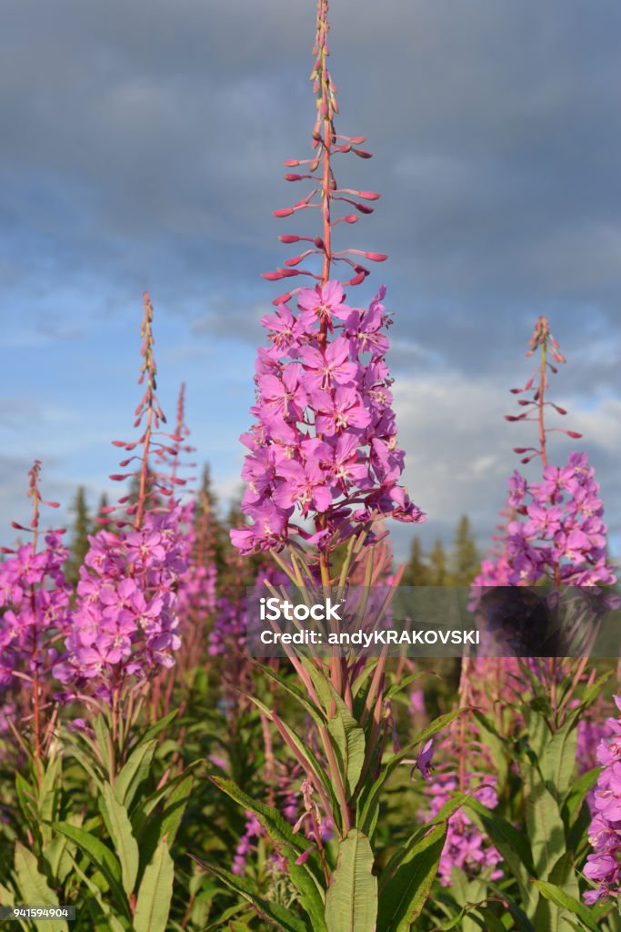 Alaskan kukka - Rojaltivapaa avainsanalla Alaska ja tyyppiä Kuvapankin valokuva