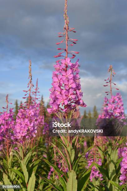 Kuvapankin valokuva otsikolla Alaskan Kukka – Lataa kuva nyt - Alaska, Fireweed, Ei ihmisiä
