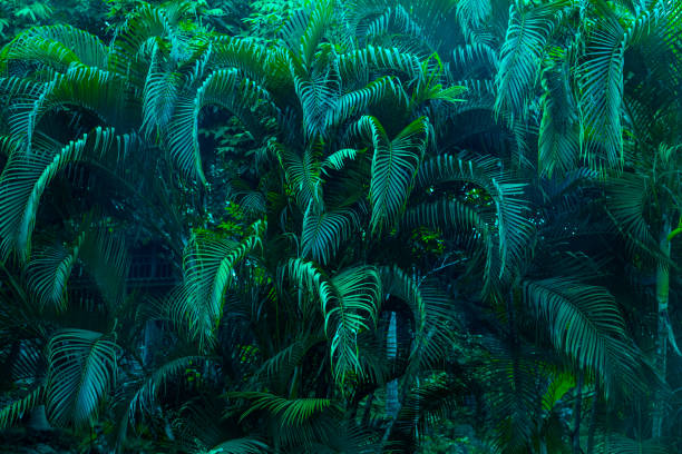folhagem exuberante - tropical rain forest - fotografias e filmes do acervo