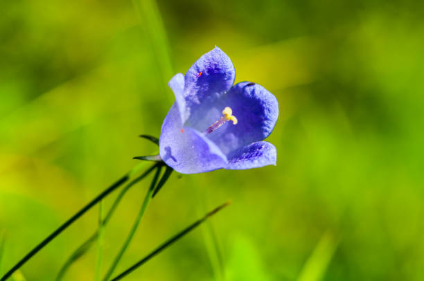 Purple flower on the meadow on the mountain Vranica during the sunny day
