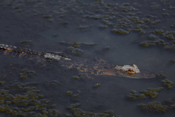 istock alligator in the swamp 941595278