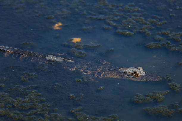 istock alligator in the swamp 941595304