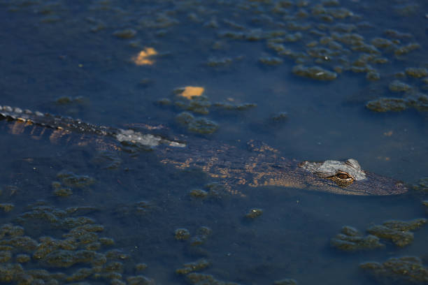istock alligator in the swamp 941595358