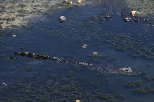 istock alligator in the swamp 941595370
