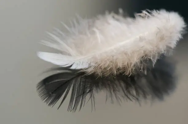 white bird feather on gray background