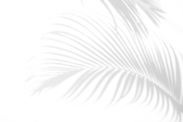 istock abstract background of shadows palm leaves on a white wall. White and Black 941596452