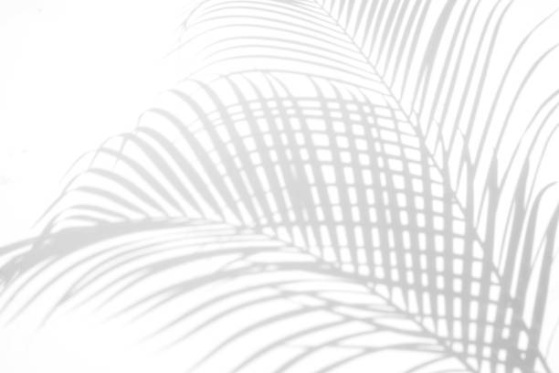 istock abstract background of shadows palm leaves on a white wall. White and Black 941596454