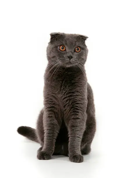 Portrait of a gray cat looking at the camera on a white background. The Scottish Fold.