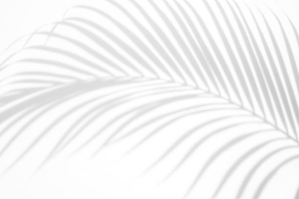 istock abstract background of shadows palm leaves on a white wall. White and Black 941596482