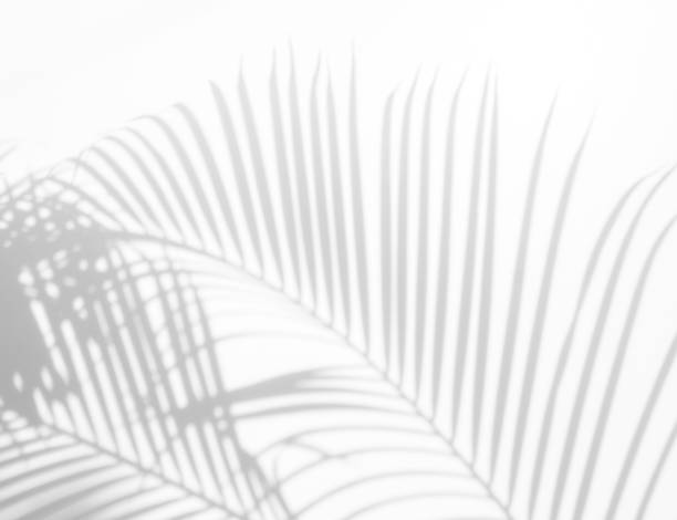 istock abstract background of shadows palm leaves on a white wall. White and Black 941596490