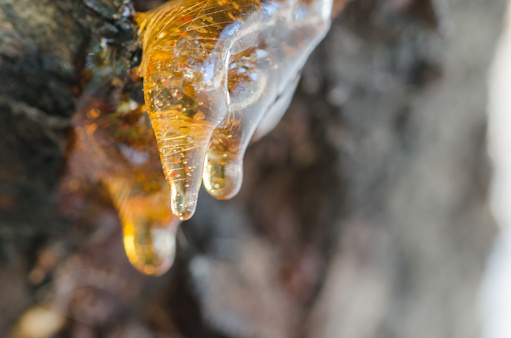 Rosin dropping down from a wounded wood in the forest/sticky material in the nature/tree producing resin,