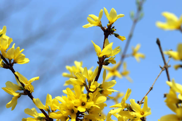 istock A forsythia flowers on the blue sky background. 941596710