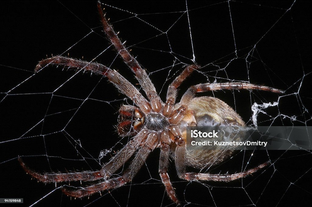 Insidiousness z spider - Zbiór zdjęć royalty-free (Cierpliwość)