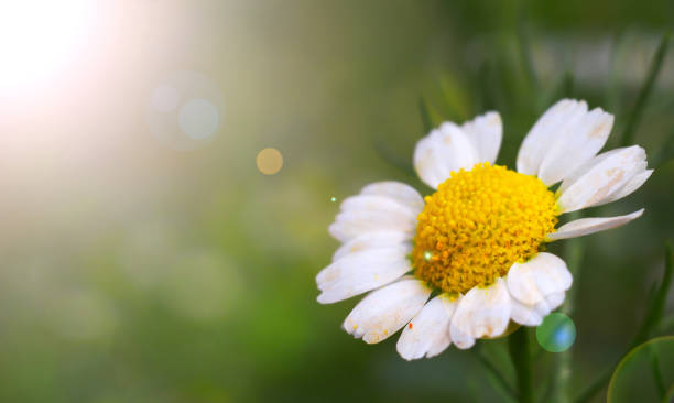 istock Green background with white daisies in the spring and sun dispelled 941599698