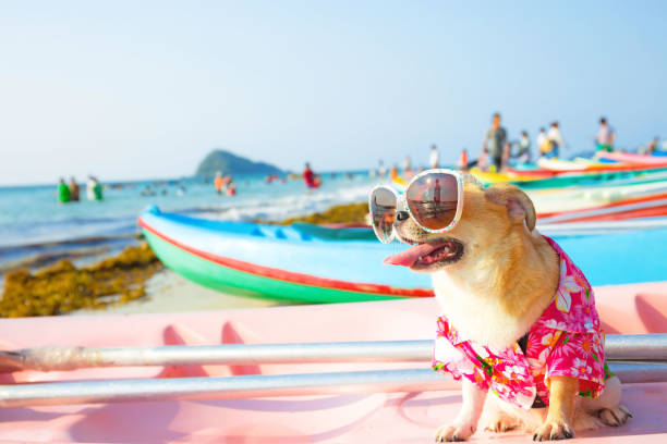 istock Cute chihuahua dog 941608418